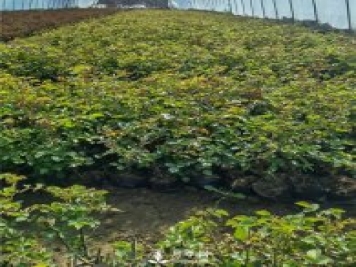 各类盆栽月季上市，南阳杯苗基地全国批发中