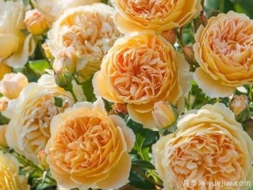 大花香水月季的养护方法，分享10种花香飘满屋