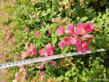 安吉拉月季盆栽苗，60厘米高基地发货