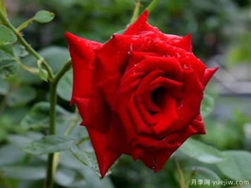 2023年情人节十大玫瑰品种销量榜，卡罗拉位居首位