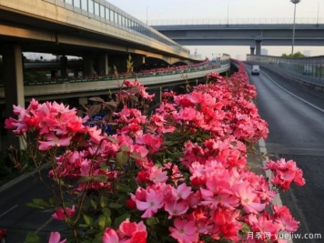 30万株新品种，杭州高架月季会带来什么样的惊喜？