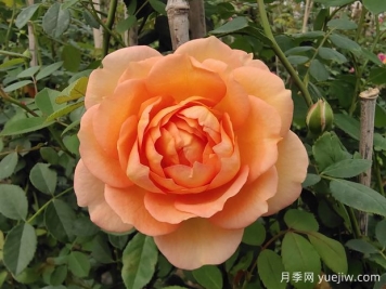 中国月季：欧洲玫瑰花的祖宗，为世界园艺做出了巨大贡献
