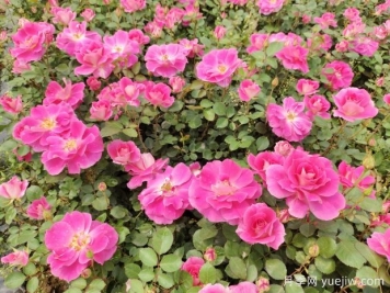 仙境盆栽月季杯苗粉色丰花，绿化工程批发