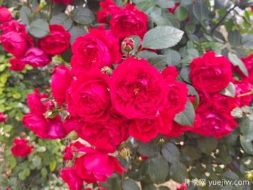 6款红色系的藤本月季品种，适合打造网红花墙