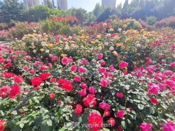 郑州月季公园40万株月季竞相绽放，感受花漾生活