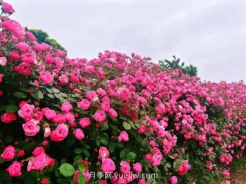 上海放鹤谷无门票，30万朵200多种月季开成了花海
