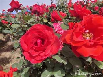 月季、玫瑰、蔷薇分别是什么？如何区别？