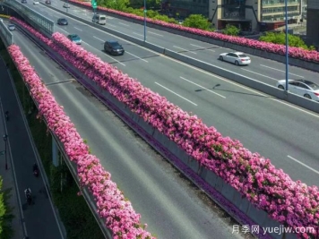 杭州高架月季初开，2024年又到走花路时间